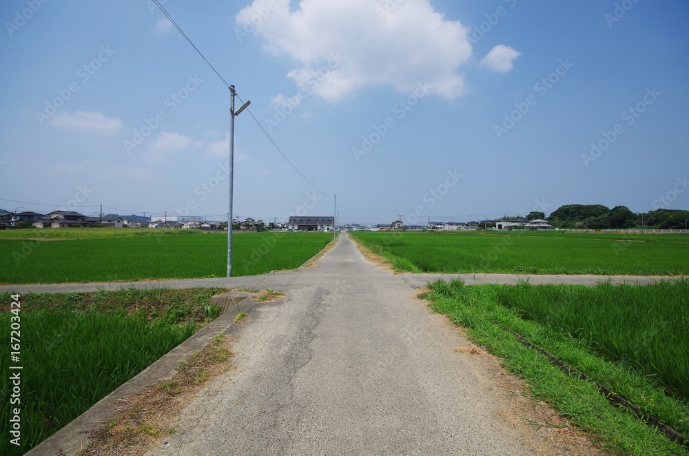 田んぼと細道の十字路