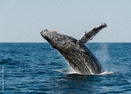 Humpback whale breaching during the annual migration north along Africa's east coast. © wildestanimal