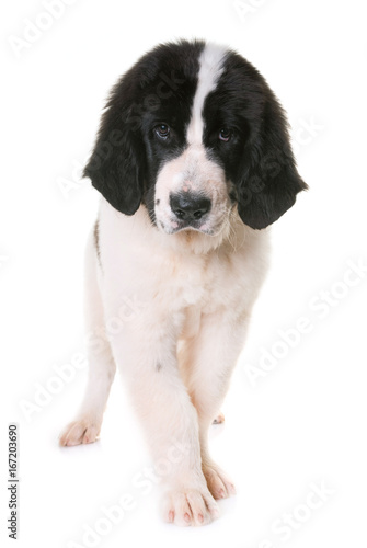 puppy landseer in studio