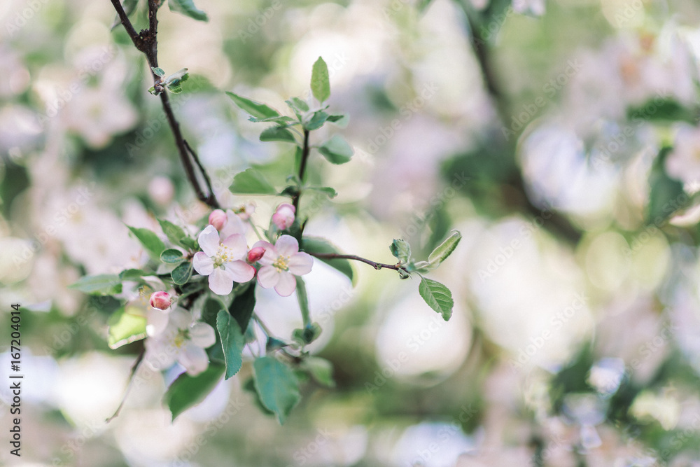 apple tree blossoms apple tree blossoms