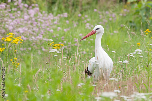Weißstorch in Wiese (Ciconia ciconia)