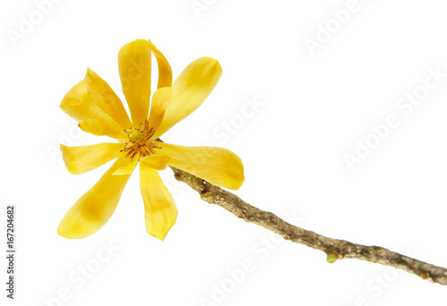 Champak flower "Magnolia champaca" - Fragrant yellow flower blooming on branch with green leaves, isolated on white background, with clipping path