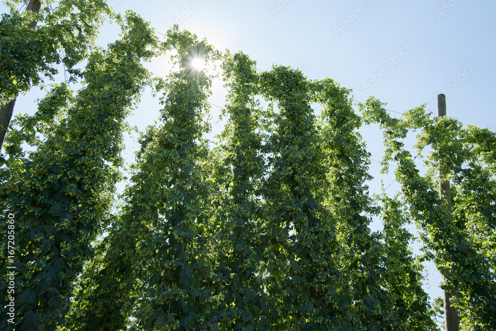 Fototapeta premium Hopfenranken hängen mit reifen Hopfendolden im Sonnen Gegenlicht im Hopfengarten