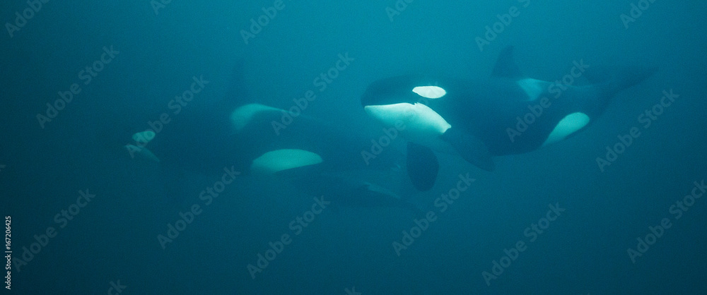 Underwater view of a pod of killer whales, Norway.