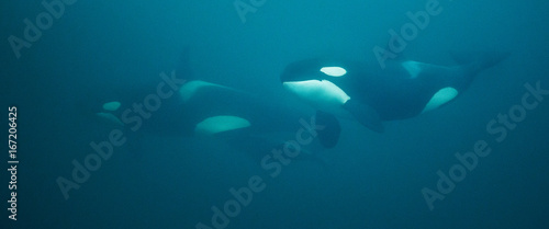 Underwater view of a pod of killer whales, Norway.