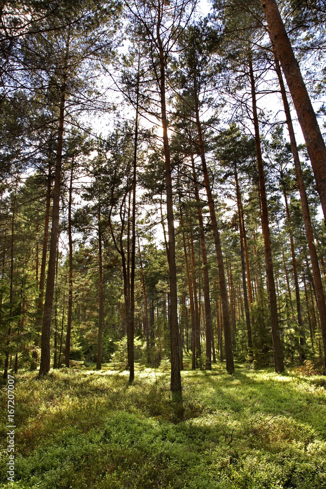 Fototapeta premium Landscape near Gorecko Koscielne. Poland