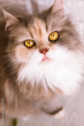 Cat with ashy-ginger fur looks up. Beautiful family pet with fluffy white breast and yellow eyes, close up portrait view from above
