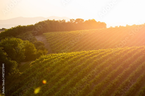 beautiful sunset in vineyard photo