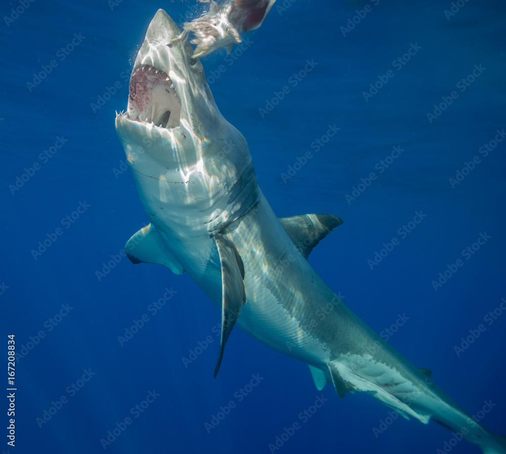 Naklejka premium Underwater view of a great white shark, Guadalupe Island, Mexico.