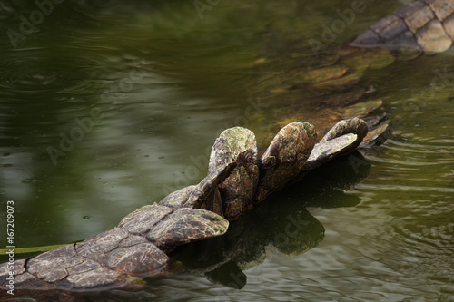 Tail of Nile crocodile (Crocodylus niloticus) in the water
