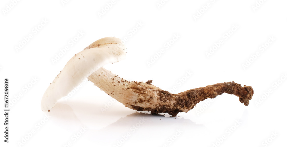 termite mushroom isolated on white background. termite mushroom isolated on white background.