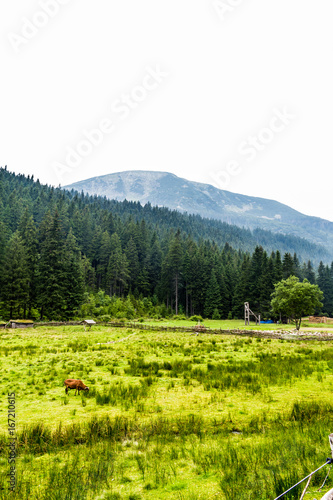 Green pasture for sheep high in the mountains