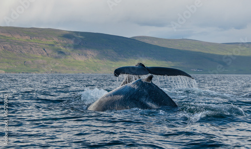 Cuadro en lienzo Humpback whales feeding at the surface in Eyjafjord in northern Iceland