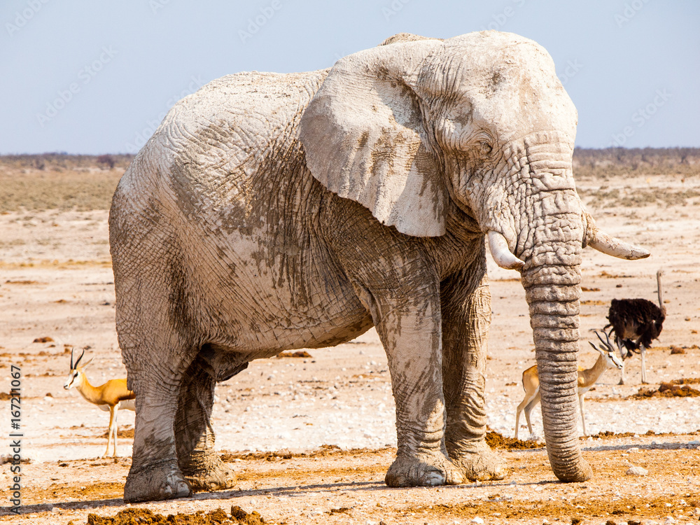 Fototapeta premium Old huge african elephant standing in dry land of Etosha National Park, Namibia, Africa.