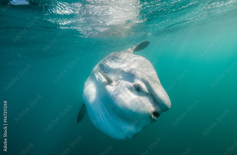 Naklejka premium Sun fish or mola mola, swimming near the surface during the sardine run, South Africa.