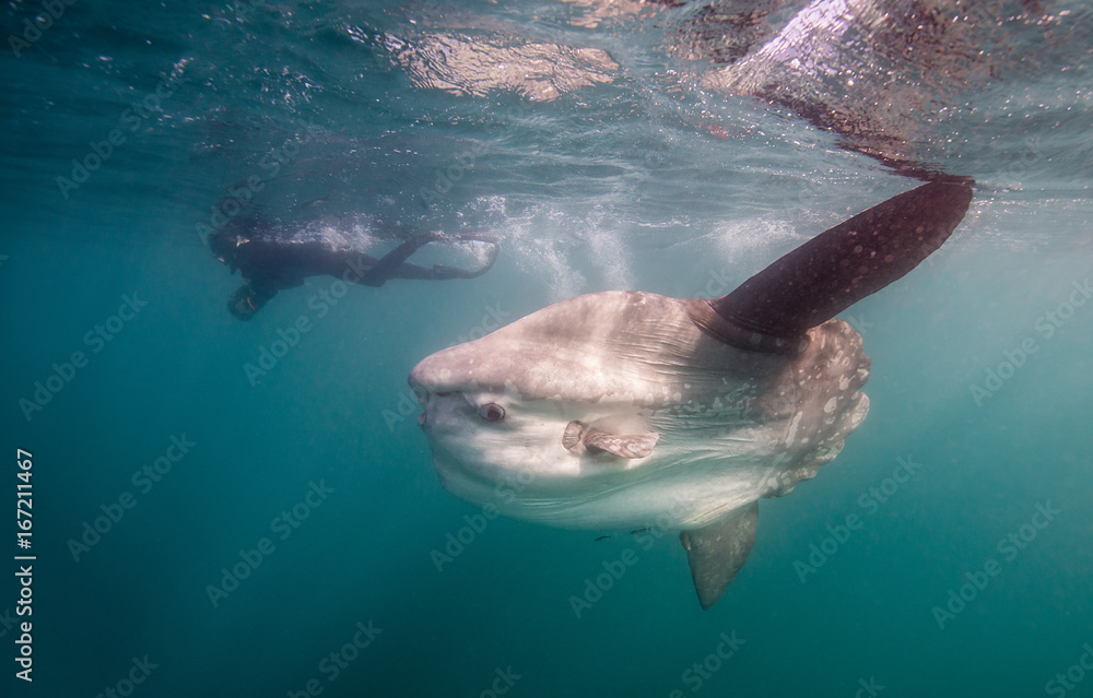 Obraz premium Sun fish or mola mola, swimming near the surface during the sardine run, South Africa.