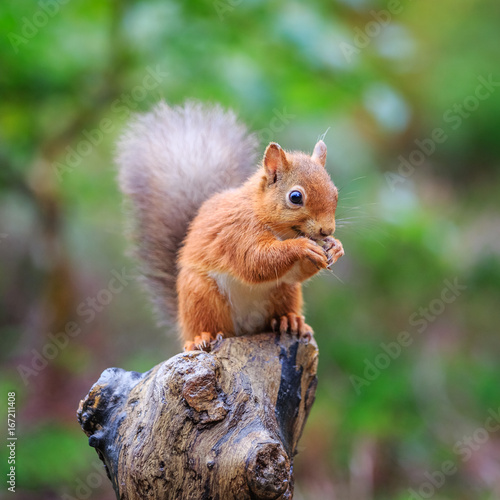 Red squirrel perched in forest, County of Northumberland, England © Michael Conrad