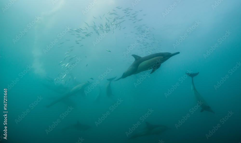 Common dolphins feeding on sardines during the annual sardine run along the east coast of South Africa. Common dolphins feeding on sardines during the annual sardine run along the east coast of South Africa.
