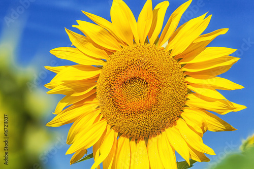 yellow sunflower in the sunflower field