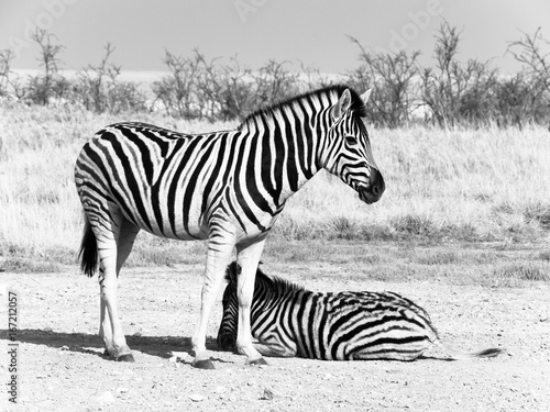Two zebras in the savanna  Etosha National Park  Namibia  Africa. Black and white image