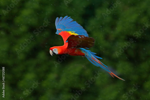 Macaw parrot fly in dark green vegetation. Scarlet Macaw, Ara macao, in tropical forest, Costa Rica, Wildlife scene from tropic nature. Red bird in the forest. Parrot flight. Red parrot in rain.