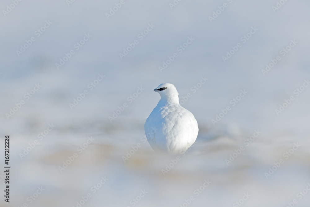 White bird hidden in white habitat. Art view of nature. Rock Ptarmigan, Lagopus mutus, white bird sitting on the snow, Norway. Cold winter in north of Europe. Wildlife scene in snow. White bird hidden in white habitat. Art view of nature. Rock Ptarmigan, Lagopus mutus, white bird sitting on the snow, Norway. Cold winter in north of Europe. Wildlife scene in snow.