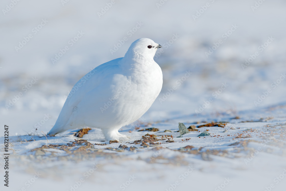 Rock Ptarmigan, Lagopus mutus, white bird sitting on snow, Norway. Cold winter, north of Europe. Wildlife scene in snow. White bird hidden in white habitat. Art view of nature. Hidden in snow. Rock Ptarmigan, Lagopus mutus, white bird sitting on snow, Norway. Cold winter, north of Europe. Wildlife scene in snow. White bird hidden in white habitat. Art view of nature. Hidden in snow.