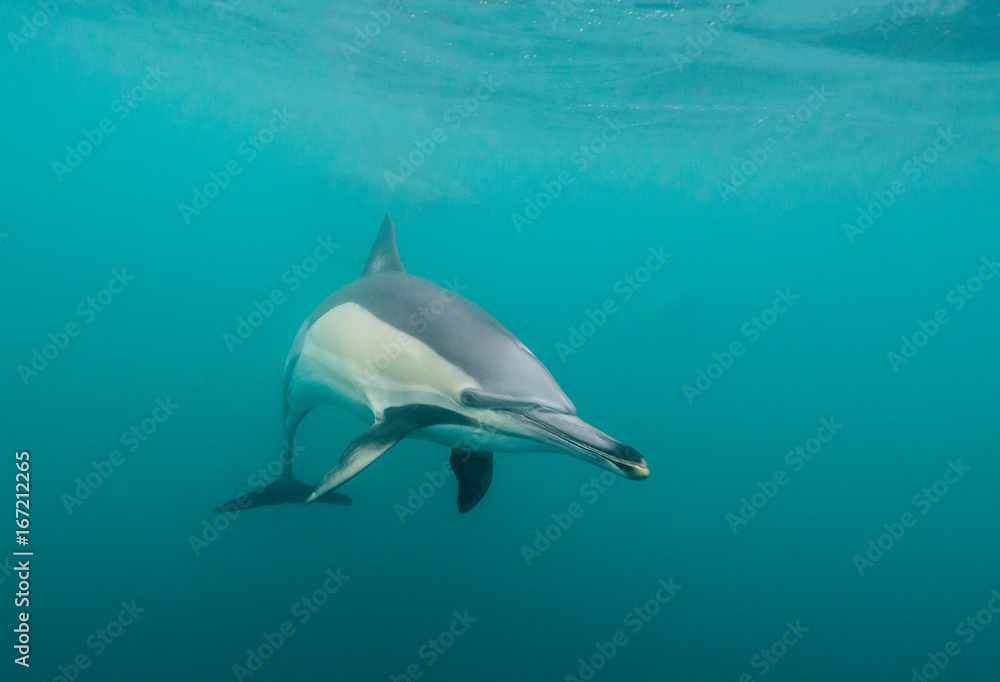 Fototapeta premium Common dolphin up close during the sardine run, South Africa.