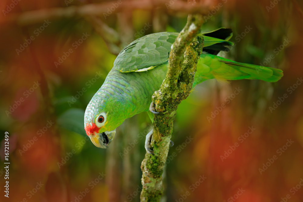 Red-lored Parrot, Amazona autumnalis, portrait of light green parrot with red head, Costa Rica. Portrait of bird. Wildlife scene from tropic nature. Parrot from Costa Rica. Parakket in habitat. Red-lored Parrot, Amazona autumnalis, portrait of light green parrot with red head, Costa Rica. Portrait of bird. Wildlife scene from tropic nature. Parrot from Costa Rica. Parakket in habitat.