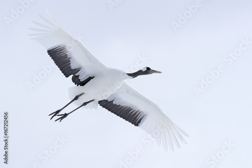  Crane in fly. Flying White bird Red-crowned crane, Grus japonensis, with open wing, with snow storm, Hokkaido, Japan. Wildlife scene from the winter Japan. Cold winter with big white flying bird.