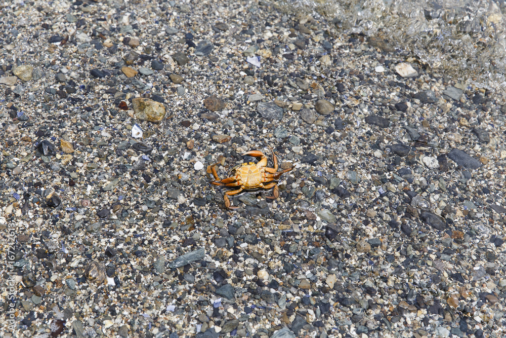 USA, Deer Isle, Maine. Small dead orange crab washed up at the shore. USA, Deer Isle, Maine. Small dead orange crab washed up at the shore.