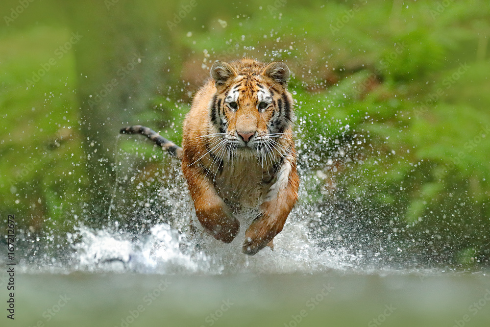 Obraz premium Tygrys syberyjski, Panthera tigris altaica, niski kąt widzenia, bezpośredni widok twarzy, biegnący w wodzie bezpośrednio przy aparacie z wodą rozpryskującą się wokół. Atakujący drapieżnik w akcji. Tiger w środowisku tajgi
