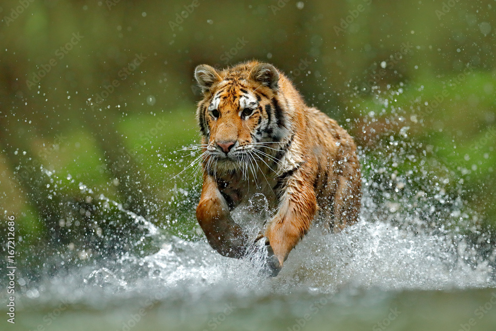 Obraz premium Tygrys biegnący w wodzie. Niebezpieczne zwierzę, tajga w Rosji. Zwierzę w strumieniu lasu. Szary kamień, kropla rzeki. Tygrys z wodą rzeki rozbryzgowej. Scena dzikiej przyrody z dzikim kotem, siedliskiem przyrody.