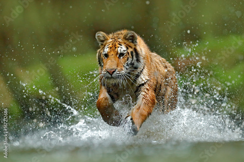 Tiger running in the water. Danger animal, tajga in Russia. Animal in the forest stream. Grey Stone, river droplet. Tiger with splash river water. Action wildlife scene with wild cat, nature habitat. photo