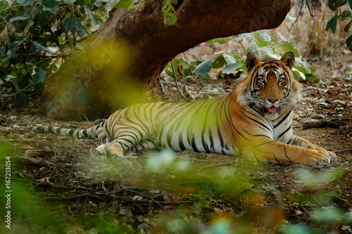 Tiger laying in green vegetation. Wild Asia. Indian tiger male with first rain, wild animal in the nature habitat, Ranthambore, India. Big cat, endangered animal. End of dry season, beginning monsoon.