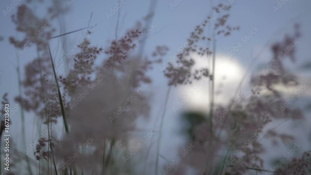 Grass sways in the wind with autumn landscape at sunset, slow motion Grass sways in the wind with autumn landscape at sunset, slow motion