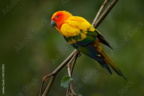 Sun Parakeet, Aratinga solstitialis, rare parrot from Brazil and French Guiana. Portrait yellow green parrot with red head. Birrd from South America. Wildlife scene, tropic nature. Bird on branch.