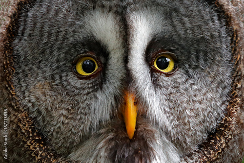Detail face portrait of owl. Owl hiden in the forest. Great grey owl, Strix nebulosa, sitting on old tree trunk with grass, portrait with yellow eyes. Animal in the forest nature habitat. Sweden
