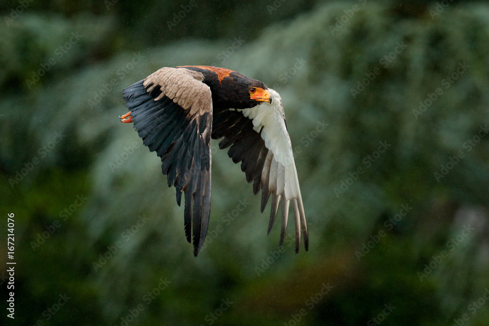 Fototapeta premium Bateleur Eagle, Terathopius ecaudatus, brown and black bird of prey fly in the nature habitat, Kenya, Africa. Wildlife scene form nature. Animal behaviour in forest. Rain in the forest and Bateleur