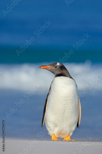 Penguin in the sea. Bird with blue waves. Ocean wildlife. Funny image. Gentoo penguin jumps out of blue water while swimming through the ocean in Falkland Island. Action wildlife scene from nature.