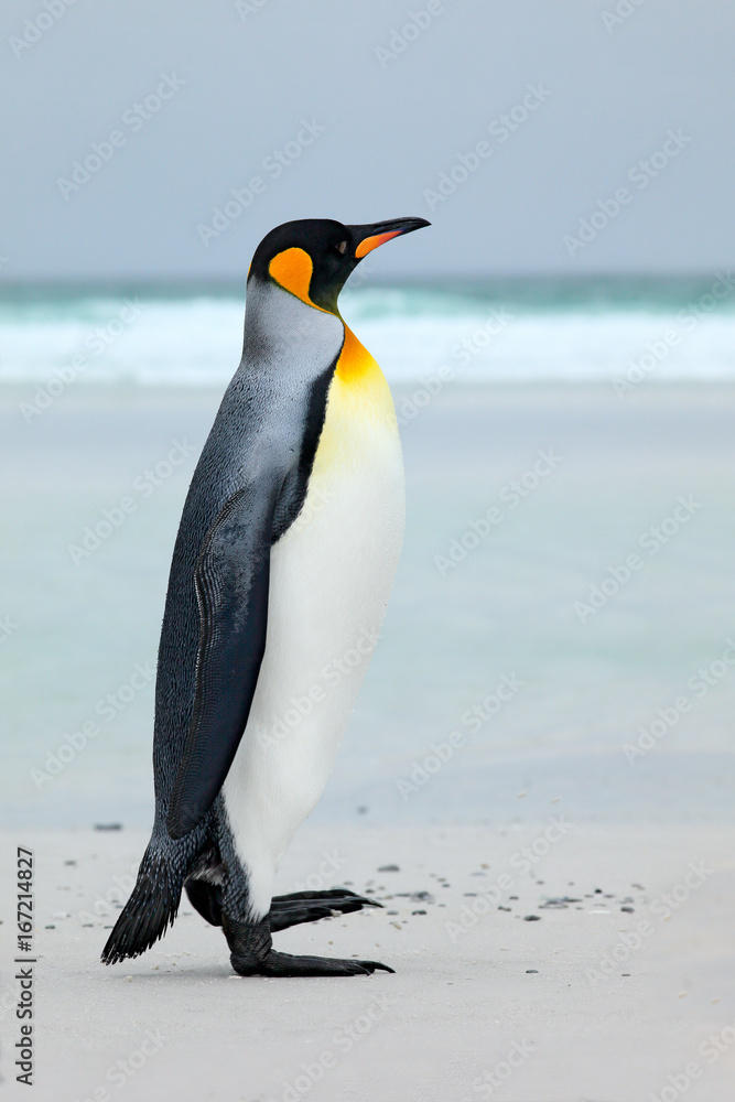 Fototapeta premium Big King penguin jumps out of the blue water while swimming through the ocean in Falkland Island. Wildlife scene from nature. Funny image from the ocean. Wild bird in the water.