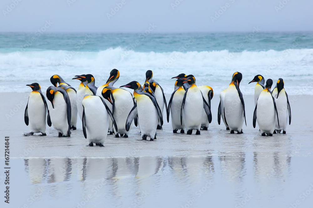 Naklejka premium Grupa pingwinów królewskich wracających razem z morza na plażę z falą błękitnego nieba, Volunteer Point, Falklandy. Scena dzikiej przyrody z natury. Zwierzę z Antarktydy.