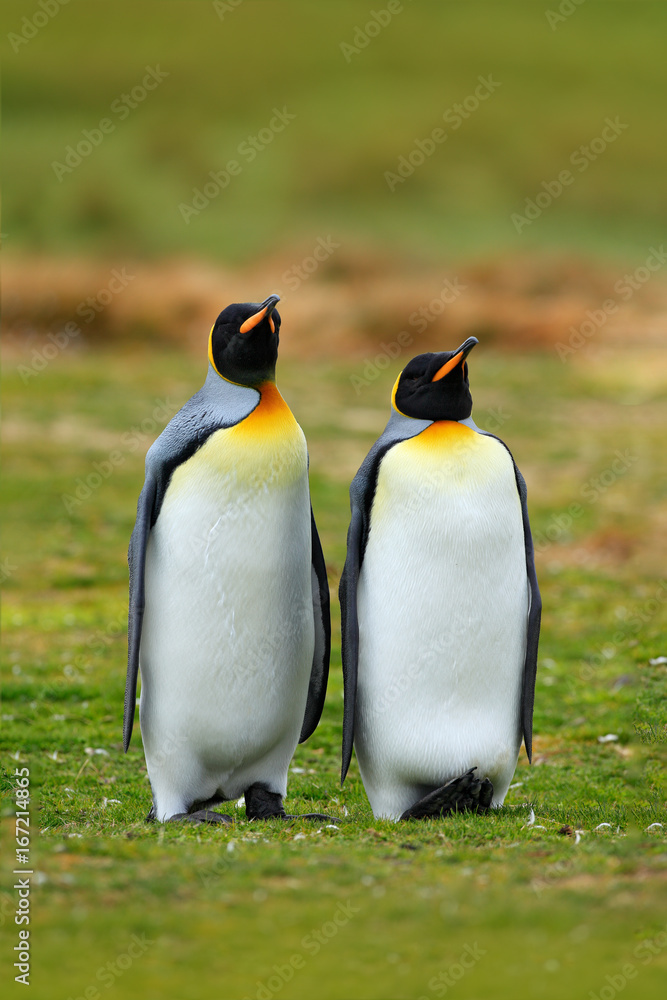 Obraz premium Pair of penguins. Mating king penguins with green background in Falkland Islands. Pair of penguins, love in the nature. Beautiful penguins in the nature habitat. Two birds in the grass.