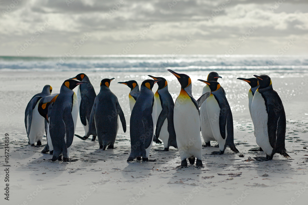 Group of penguins, going from white sand to sea, artic animals in the  nature habitat, dark