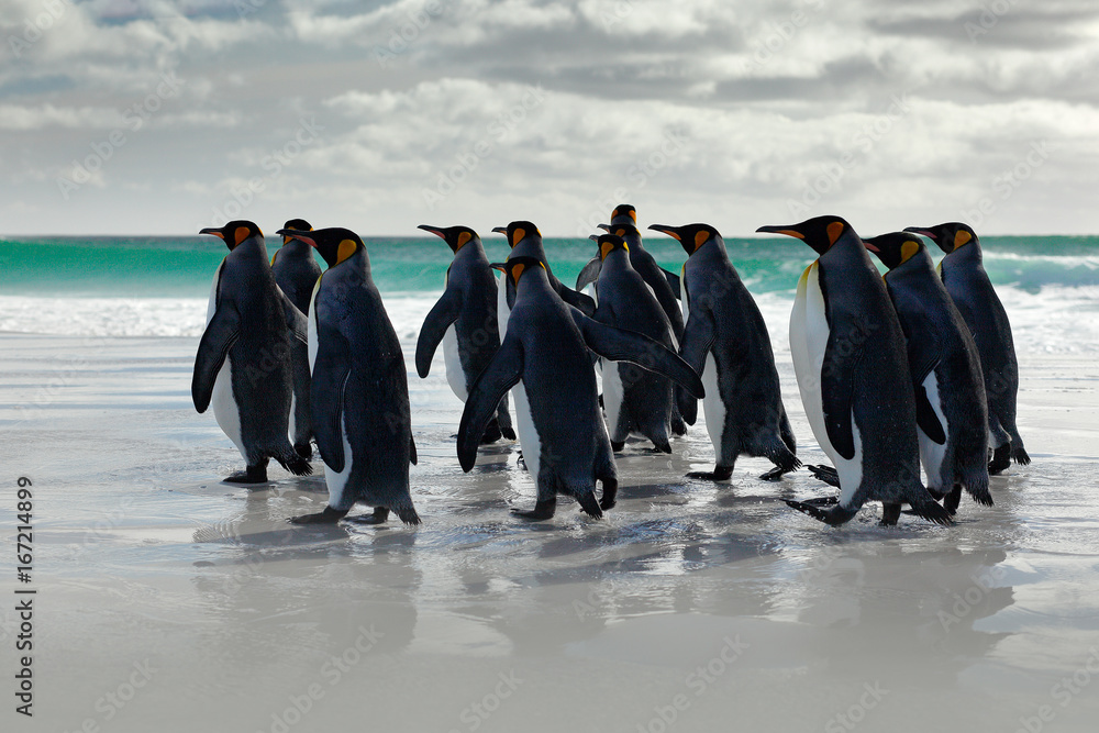 Obraz premium Scena dzikiej przyrody z dzikiej przyrody. Grupa pingwinów królewskich, Aptenodytes patagonicus, przechodząca od białego piasku do morza, zwierzęta artystyczne w środowisku naturalnym, ciemnoniebieskie niebo, Falklandy.