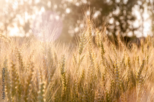 A closeup of a barley spikes