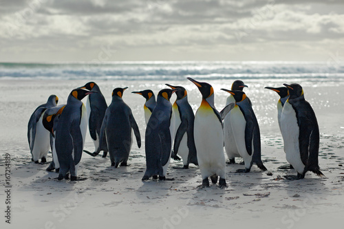 Group of penguins  going from white sand to sea  artic animals in the nature habitat  dark blue sky  Falkland Islands. Wildlife scene from wild nature  king penguins. Beautiful light with nice clouds.