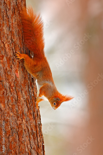 Orange squirrel on the tree trunk. Cute red squirrel in winter scene with snow on the tree trunk. Wildlife scene from nature. Cold winter with orange animlal in the forest. Nice evening light.