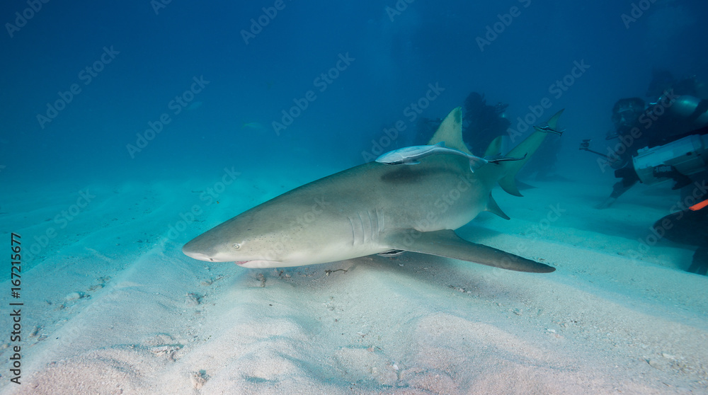 Fototapeta premium Lemon shark on a sandy bottom, Tiger Beach, Bahamas.