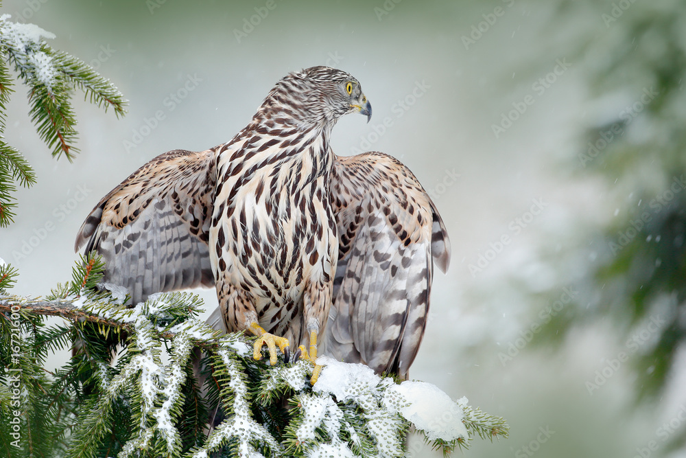 Northern Goshawk landing on spruce tree during winter with snow. Wildlife scene from winter nature. Bird of prey in the forest habitat. Goshawk on spruce tree, Germany Northern Goshawk landing on spruce tree during winter with snow. Wildlife scene from winter nature. Bird of prey in the forest habitat. Goshawk on spruce tree, Germany